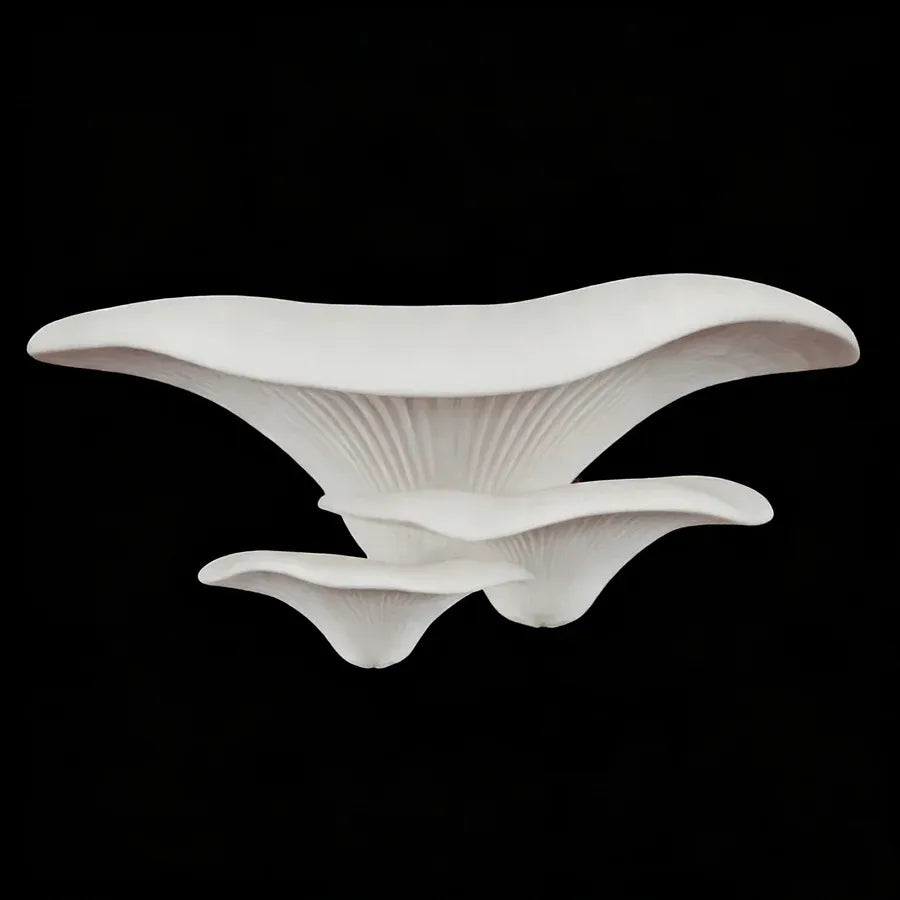 Mushroom Wall Shelf Set – 3D Printed Floating Decor 2PCS